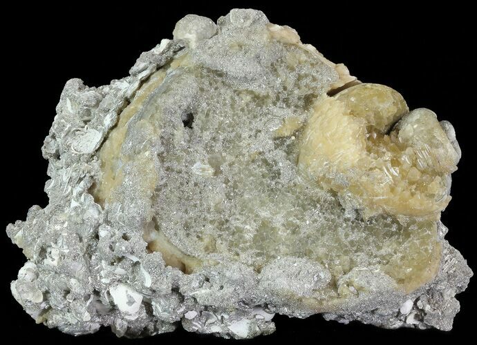 Crystal Filled Fossil Whelk - Rucks Pit, FL #69077